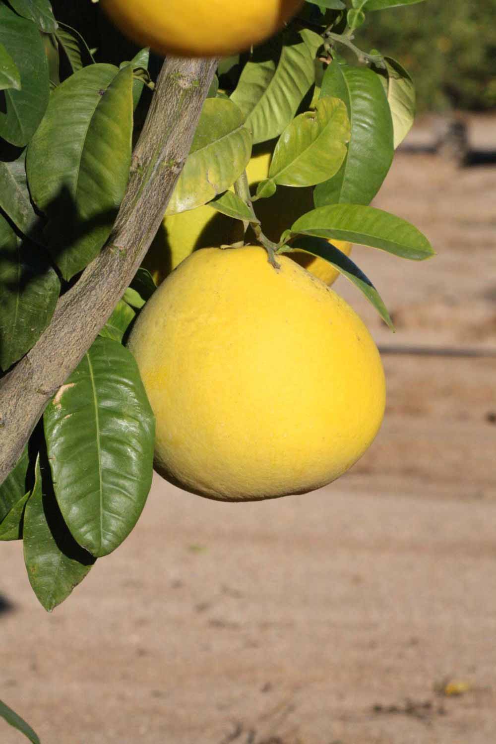               Fruit (Riverside, CA)       